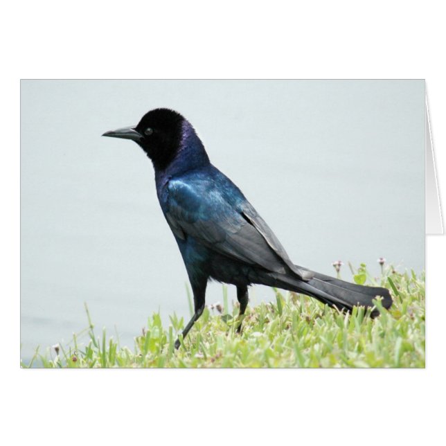  Kaart van de zwarte vogelkroon (Voorkant Horizontaal)