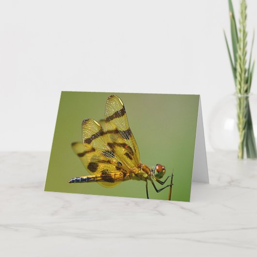 Kaart van gouddragonfly (Voorkant)