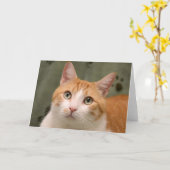 Kaart van het Kat van de Redding van de Kat van (Gele Bloem)