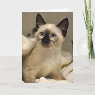 Kaart van het Katje van de Redding van de Kat van