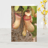 Kaart van vleesetend Plant (Gele Bloem)