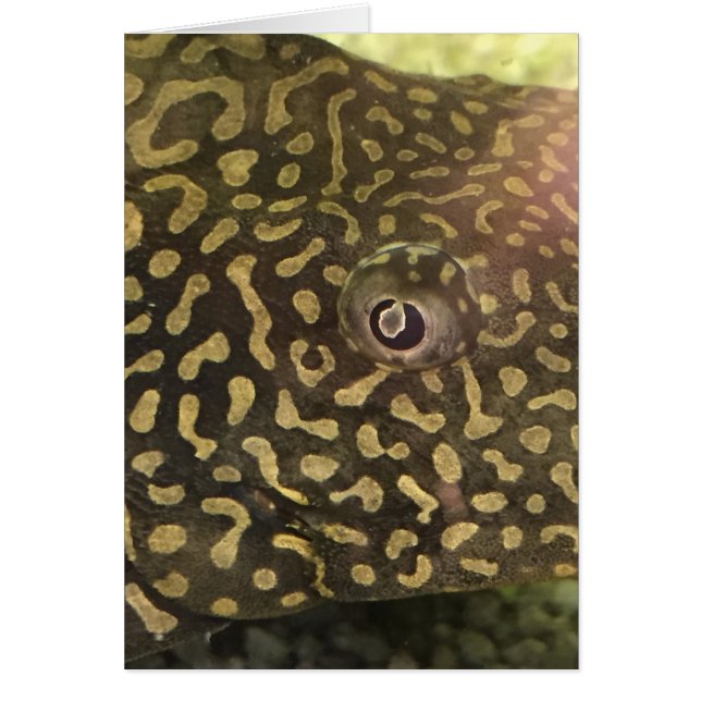 Kaart visogen (Voorkant)