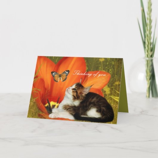 Kaart White Cat Kitten Flowers "Thinking of you" (Voorkant)