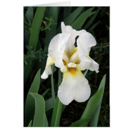 kaart - White Iris
