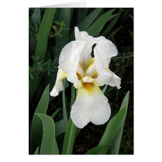 kaart - White Iris (Voorkant)