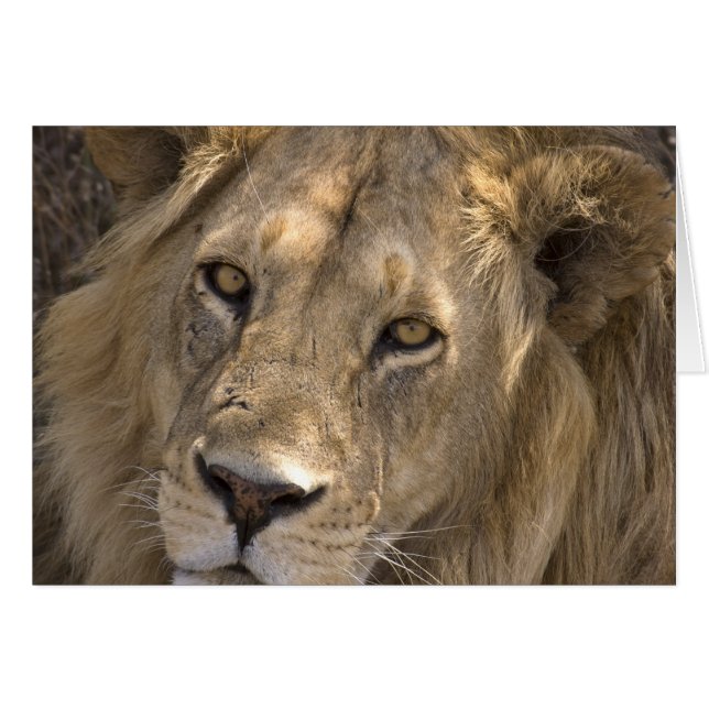 Kaarten van de Afrikaanse leeuw (Voorkant Horizontaal)