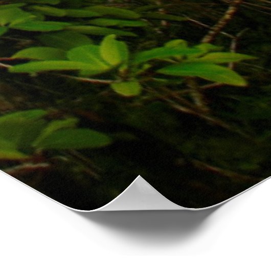 Kaartenboom (Dracaena Concina), Ile Aux Poster (Hoek)