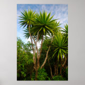 Kaartenboom (Dracaena Concina), Ile Aux Poster (Voorkant)