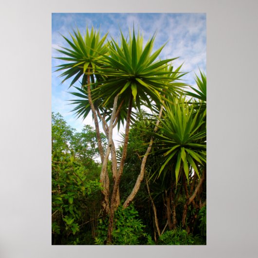 Kaartenboom (Dracaena Concina), Ile Aux Poster (Voorkant)