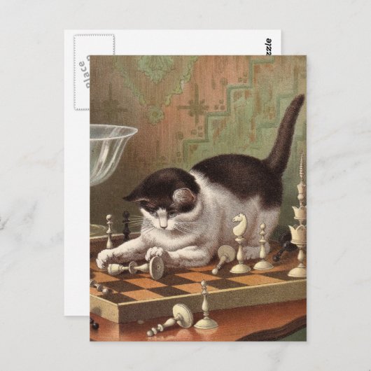 Kaas briefkaart (Voorkant / Achterkant)