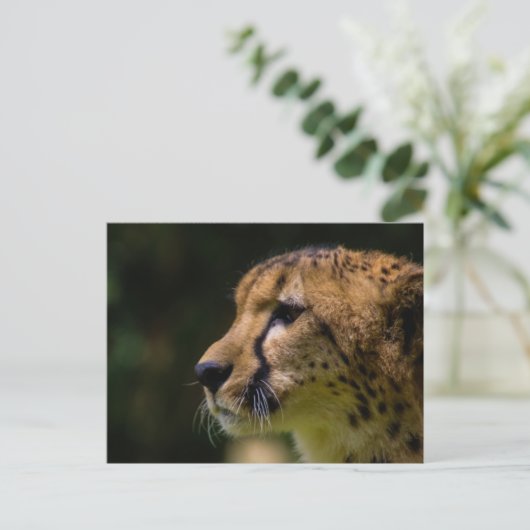 kaascheetah briefkaart (Staand voorkant)