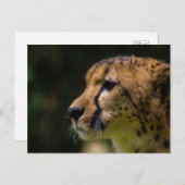 kaascheetah briefkaart (Voorkant / Achterkant)