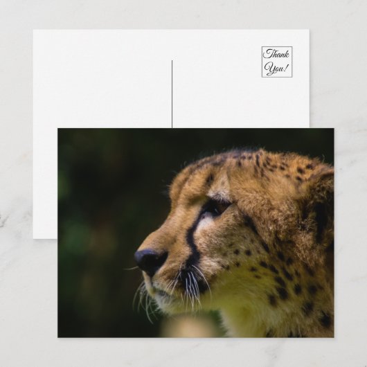 kaascheetah briefkaart (Voorkant / Achterkant)