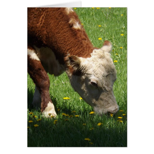 Kabeljauw (Voorkant)