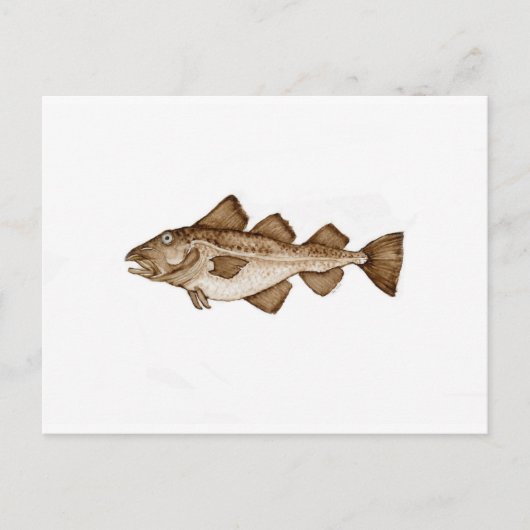 Kabeljauw 1 bruin286.jpg briefkaart (Voorkant)