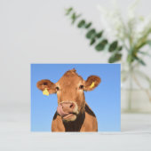 Kabeljauw Beef Scotland Highland Briefkaart (Staand voorkant)