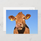 Kabeljauw Beef Scotland Highland Briefkaart (Voorkant / Achterkant)