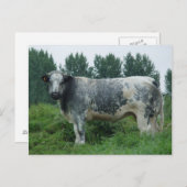 Kabeljauw Belgisch Blauw Briefkaart (Voorkant / Achterkant)