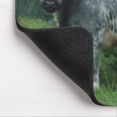 Kabeljauw Belgisch Blauw Muismat (Hoek)