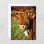 Kabeljauw Briefkaart (Voorkant / Achterkant)