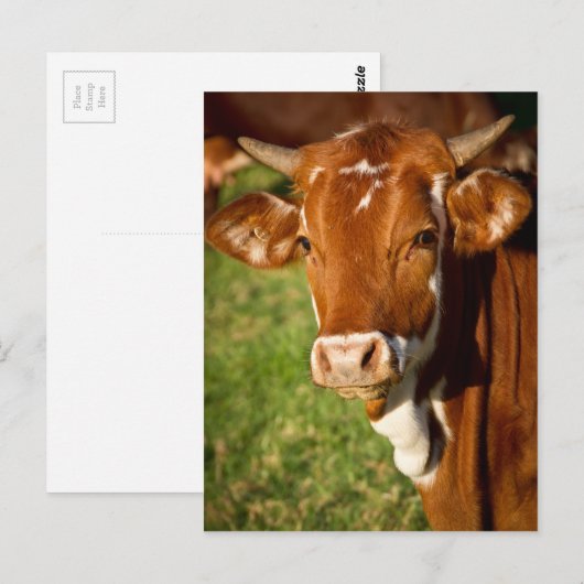 Kabeljauw Briefkaart (Voorkant / Achterkant)