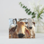 Kabeljauw Briefkaart (Staand voorkant)