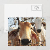 Kabeljauw Briefkaart (Voorkant / Achterkant)