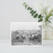 Kabeljauw Briefkaart (Staand voorkant)