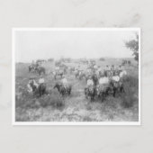 Kabeljauw Briefkaart (Voorkant)