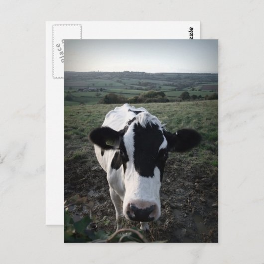 Kabeljauw Briefkaart (Voorkant / Achterkant)