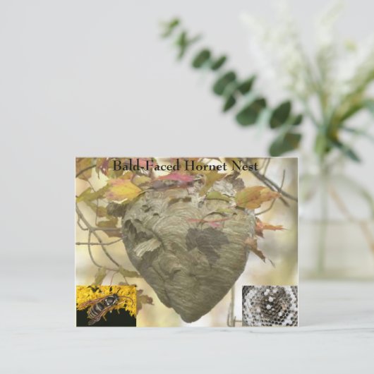 Kabeljauw Briefkaart (Staand voorkant)