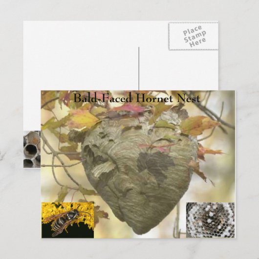 Kabeljauw Briefkaart (Voorkant / Achterkant)