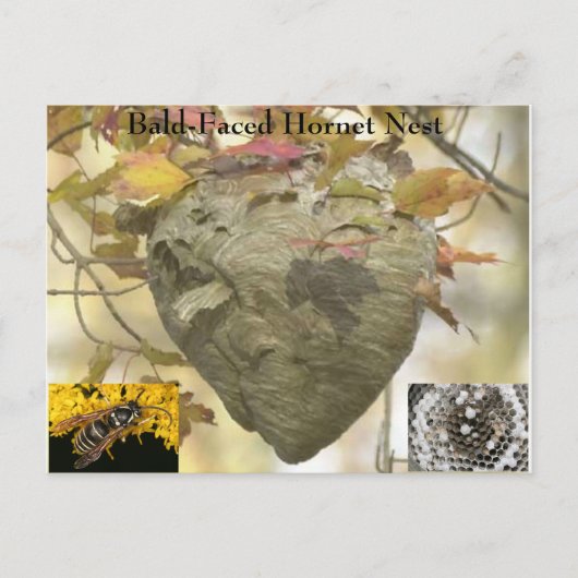 Kabeljauw Briefkaart (Voorkant)