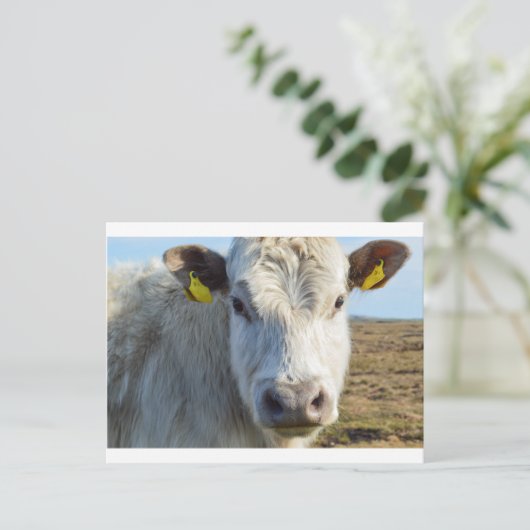 Kabeljauw Briefkaart (Staand voorkant)