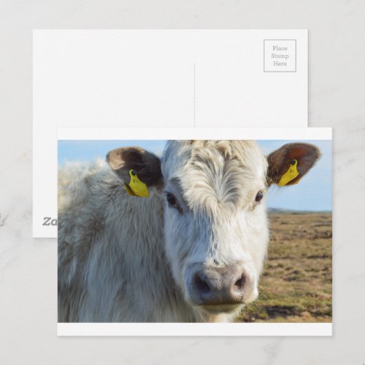 Kabeljauw Briefkaart (Voorkant / Achterkant)