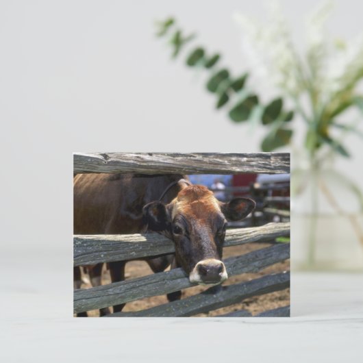 Kabeljauw Briefkaart (Staand voorkant)