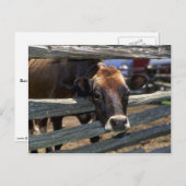 Kabeljauw Briefkaart (Voorkant / Achterkant)