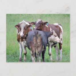 Kabeljauw-Briefkaart Briefkaart