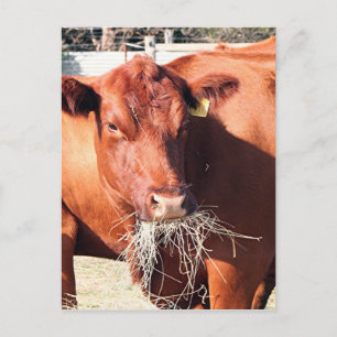 Kabeljauw die hooi op boerderij eet briefkaart
