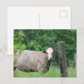 Kabeljauw en hek briefkaart (Voorkant / Achterkant)