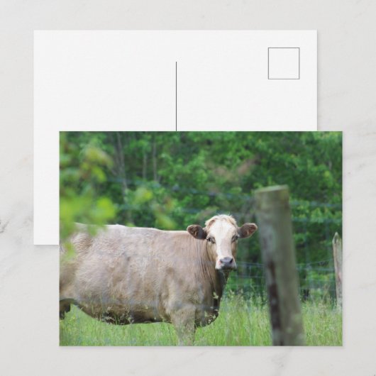 Kabeljauw en hek briefkaart (Voorkant / Achterkant)