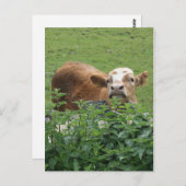 Kabeljauw- en strottennetjes briefkaart (Voorkant / Achterkant)