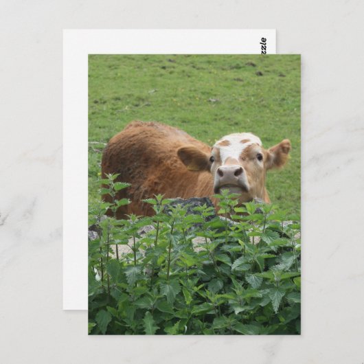 Kabeljauw- en strottennetjes briefkaart (Voorkant / Achterkant)