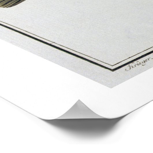 Kabeljauw (Gadus Morhua) bord LXIV uit "Ichthyolog Poster (Hoek)