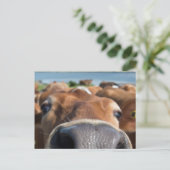 Kabeljauw Nus Closeup Briefkaart (Staand voorkant)