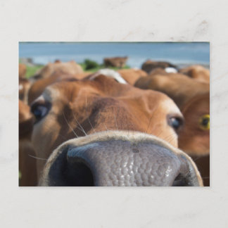 Kabeljauw Nus Closeup Briefkaart