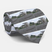 Kabeljauw Stropdas (Opgerold)