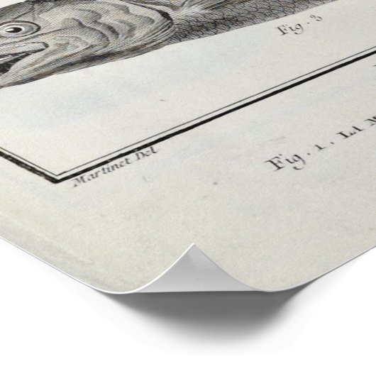 Kabeljauw, tonijn, zalm en sturgeon poster (Hoek)