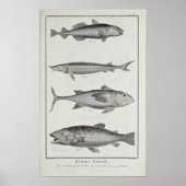 Kabeljauw, tonijn, zalm en sturgeon poster (Voorkant)