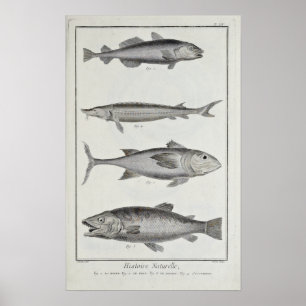 Kabeljauw, tonijn, zalm en sturgeon poster